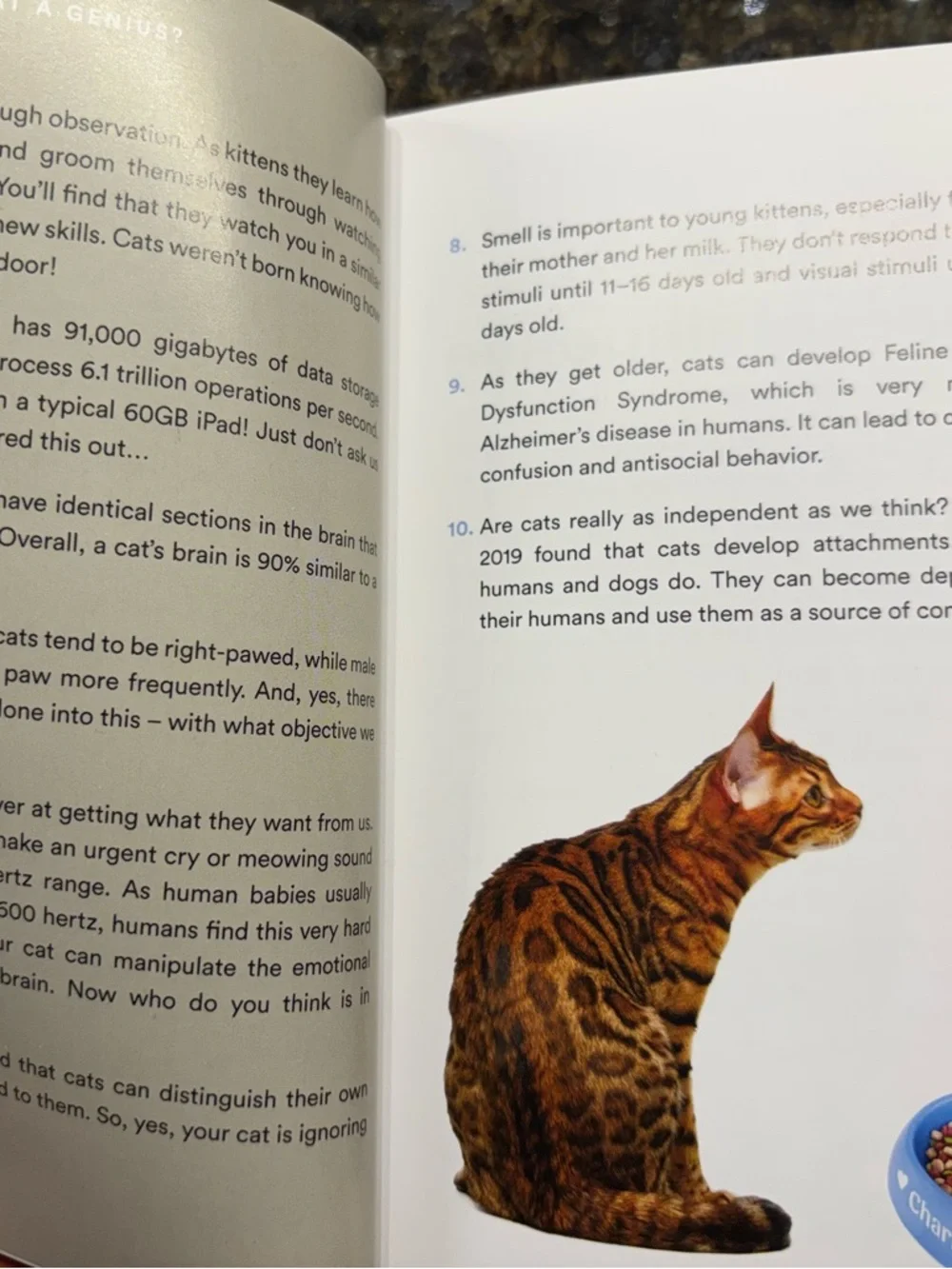 Is My Cat a Genius? Fun Cat-Themed Book